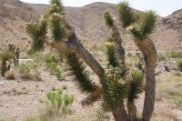 187 Josuha tree &ndash; &copy; Susanne Schirmann (Eberhardt TRAVEL)