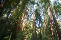 241 Muir Woods Nationalpark &ndash; &copy; Susanne Schirmann (Eberhardt TRAVEL)