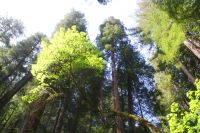 242 Muir Woods &ndash; &copy; Susanne Schirmann (Eberhardt TRAVEL)