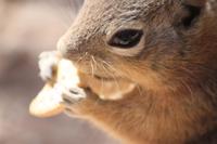 Chipmunk Foto, die Dritte! &ndash; &copy; Nicole Hickmann (Eberhardt TRAVEL)