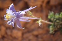 Pflanzenpracht im Bryce Canyon &ndash; &copy; Nicole Hickmann (Eberhardt TRAVEL)