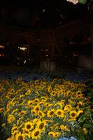 Sonnenblumenmeer im Casino Bellagio &ndash; &copy; Nicole Hickmann (Eberhardt TRAVEL)