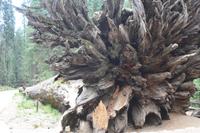 Yosemite Nationalpark &ndash; &copy; Nicole Hickmann (Eberhardt TRAVEL)