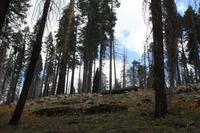 Yosemite Nationalpark &ndash; &copy; Nicole Hickmann (Eberhardt TRAVEL)