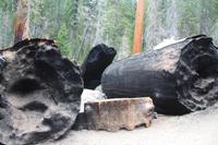 Yosemite Nationalpark &ndash; &copy; Nicole Hickmann (Eberhardt TRAVEL)