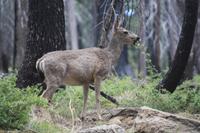 Yosemite Nationalpark &ndash; &copy; Nicole Hickmann (Eberhardt TRAVEL)