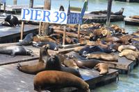 Pier 39 Fisherman's Wharft &ndash; &copy; Nicole Hickmann (Eberhardt TRAVEL)