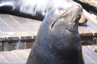 Seelöwe am Pier 39 &ndash; &copy; Nicole Hickmann (Eberhardt TRAVEL)
