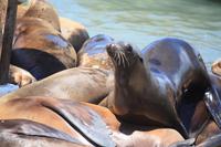 Pier 39 &ndash; &copy; Nicole Hickmann (Eberhardt TRAVEL)
