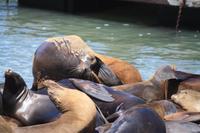 Seelöwen am Pier 39 &ndash; &copy; Nicole Hickmann (Eberhardt TRAVEL)