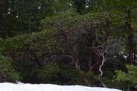 Yosemite Nationalpark &ndash; &copy; Vicky Kern (Eberhardt TRAVEL)