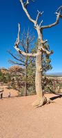 Bryce Canyon Nationalpark &ndash; &copy; Nicole Madeleine Ogola (Eberhardt TRAVEL)
