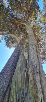 Alamo Square - San Francisco &ndash; &copy; Nicole Madeleine Ogola (Eberhardt TRAVEL)