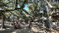Inselrunfahrt auf Maui - Stopp in Lahaina am Bayan Tree  &ndash; &copy; Jacob Spangenberg (Eberhardt TRAVEL)