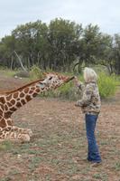 Giraffenbesuch  &ndash; &copy; Elisa Müller (Eberhardt TRAVEL)