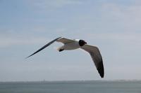 Galveston Bay, Texas - Fährüberfahrt &ndash; &copy; Elisa Müller (Eberhardt TRAVEL)