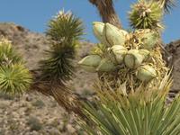Joshua Tree &ndash; &copy; Anna Stiebing (Eberhardt TRAVEL)