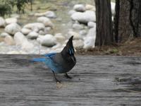 Blue Jay &ndash; &copy; Anna Stiebing (Eberhardt TRAVEL)