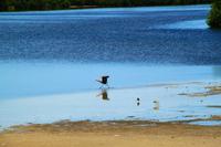 Ding Darling Park &ndash; &copy; Denise Hartmann (Eberhardt TRAVEL)