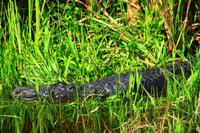 in den Everglades &ndash; &copy; Denise Hartmann (Eberhardt TRAVEL)