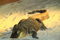 in den Everglades &ndash; &copy; Denise Hartmann (Eberhardt TRAVEL)