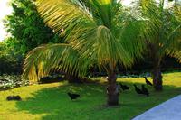 in den Everglades &ndash; &copy; Denise Hartmann (Eberhardt TRAVEL)