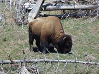 Bison... &ndash; &copy; René Wächtler (Eberhardt TRAVEL)