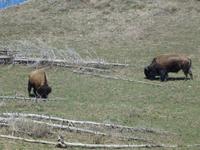 Bisons... &ndash; &copy; René Wächtler (Eberhardt TRAVEL)