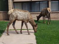 Elk zu Besuch... &ndash; &copy; René Wächtler (Eberhardt TRAVEL)