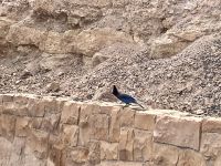 Blue Jay  &ndash; &copy; Mareike Schmidt (Eberhardt TRAVEL)