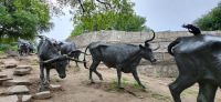 10 Langhornrinder &ndash; &copy; Susanne Schirmann (Eberhardt TRAVEL)