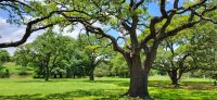 86 Amerikanische Eiche &ndash; &copy; Susanne Schirmann (Eberhardt TRAVEL)
