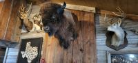 103 Bison Y.O. Ranch &ndash; &copy; Susanne Schirmann (Eberhardt TRAVEL)