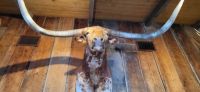 106 Longhorn Rind &ndash; &copy; Susanne Schirmann (Eberhardt TRAVEL)