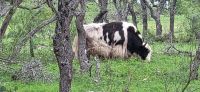 107 himalayisches Yak &ndash; &copy; Susanne Schirmann (Eberhardt TRAVEL)