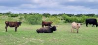 110 Longhorns &ndash; &copy; Susanne Schirmann (Eberhardt TRAVEL)