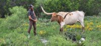 111 Erin mit Longhorn Rind &ndash; &copy; Susanne Schirmann (Eberhardt TRAVEL)