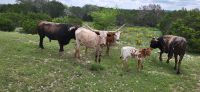 112 Longhorn Rinder &ndash; &copy; Susanne Schirmann (Eberhardt TRAVEL)