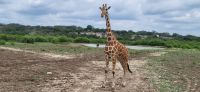 119 Giraffen Y.O. Ranch &ndash; &copy; Susanne Schirmann (Eberhardt TRAVEL)