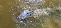 196 Alligator &ndash; &copy; Susanne Schirmann (Eberhardt TRAVEL)