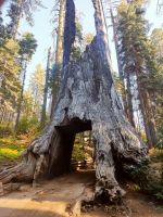 20. Yosemite National Park (13) &ndash; &copy; Florian Härtl (Eberhardt TRAVEL)