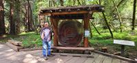 185 1000 Jahre alter Mammutbaum &ndash; &copy; Susanne Schirmann (Eberhardt TRAVEL)