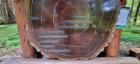 186 1000 jähriger Sequoia tree &ndash; &copy; Susanne Schirmann (Eberhardt TRAVEL)