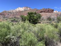 Zion Nationalpark (9) &ndash; &copy; Madlena Voigt (Eberhardt TRAVEL)