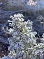 Zion Nationalpark (3) &ndash; &copy; Madlena Voigt (Eberhardt TRAVEL)