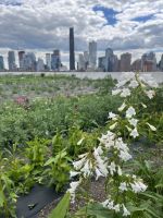 Brooklyn Grange Farm &ndash; &copy; Vicky Kern (Eberhardt TRAVEL)