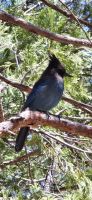 299 Blue Jay &ndash; &copy; Susanne Schirmann (Eberhardt TRAVEL)