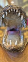 199 Alligator &ndash; &copy; Susanne Schirmann (Eberhardt TRAVEL)