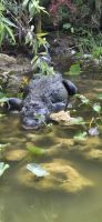 208 Alligator &ndash; &copy; Susanne Schirmann (Eberhardt TRAVEL)