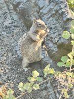 Squirrel &ndash; &copy; Thomas Krupp (Eberhardt TRAVEL)